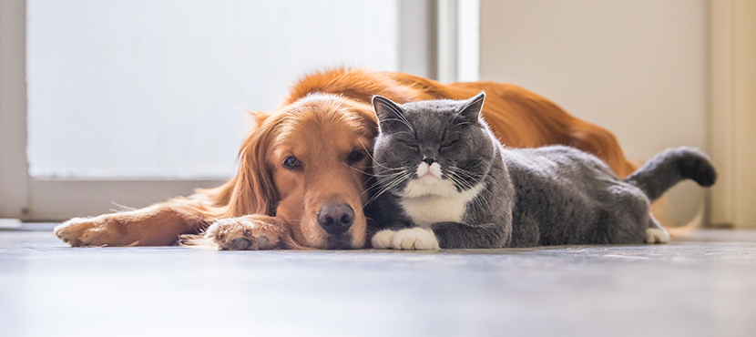 A cat and dog lying down beside each other