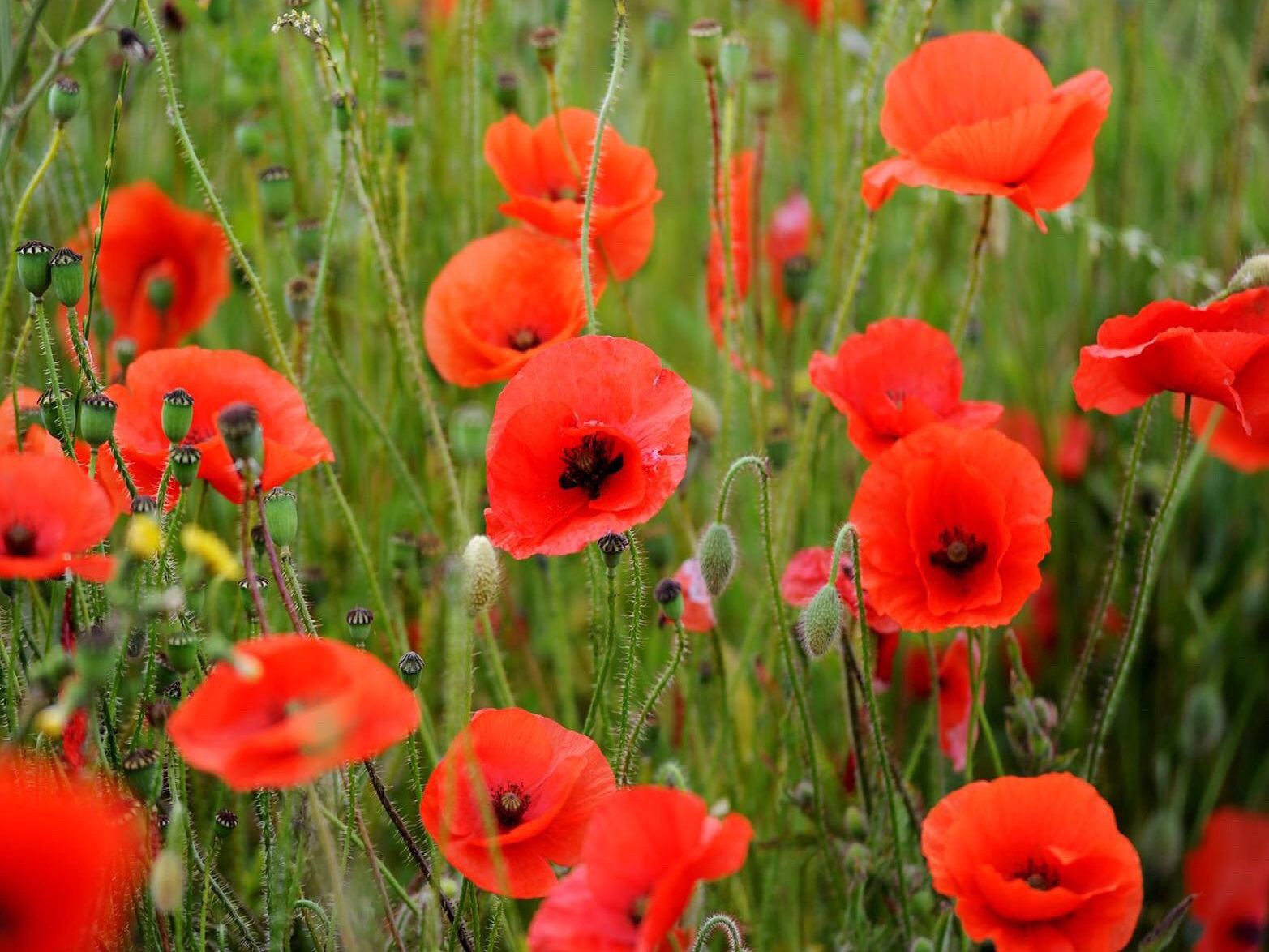 Wild poppy's growing in a field