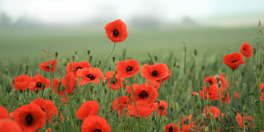 A closeup of poppies in a field. 