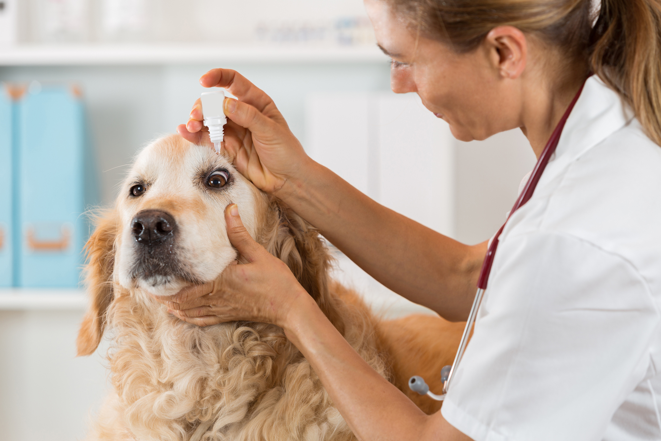 A dog receiving eye drops