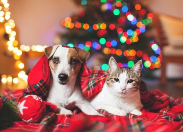 A cat and dog cuddling by a Christmas tree