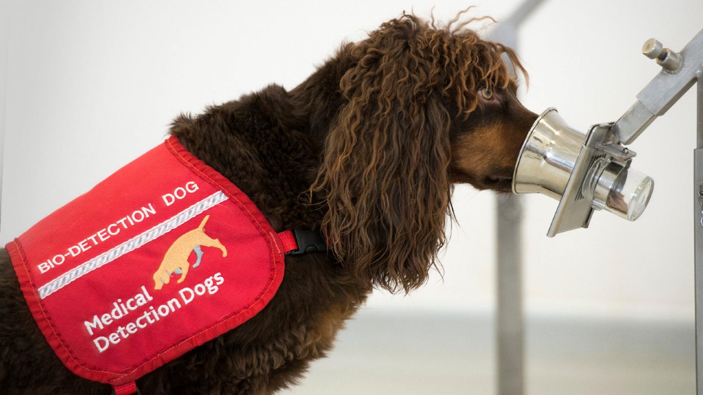 A medical detection dog