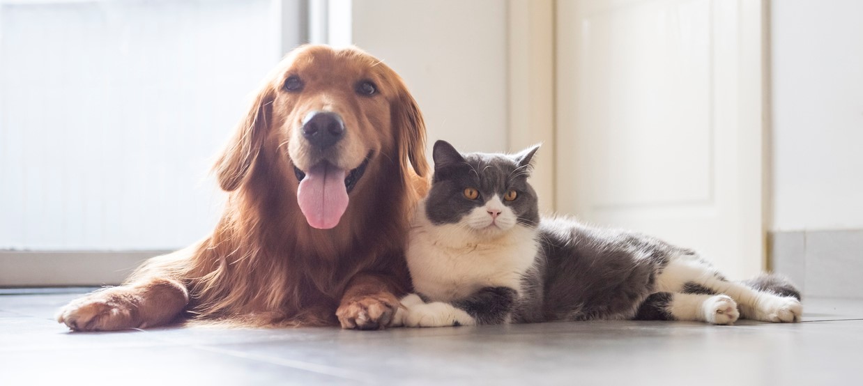 A cat and dog lying down beside each other