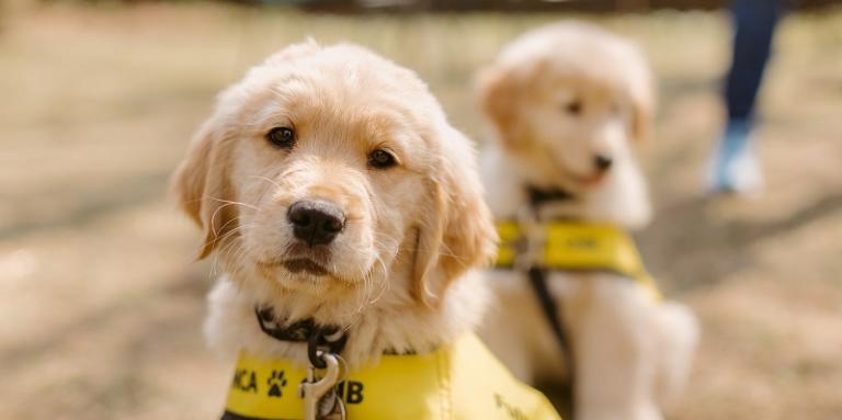 2 gold retriever puppies wearing yellow CNIB guid dog vests. 