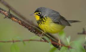 A black and yellow warbler sitting on a branch.