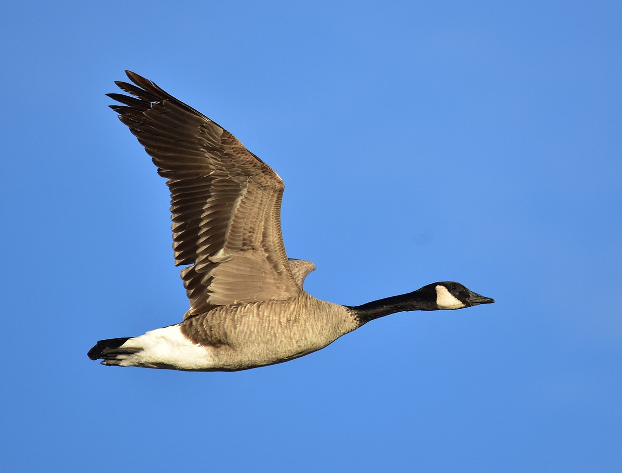 A photo of a flying Canada goose in the sky. The bird has a black head, white cheek, brown feathered body, and a white lower half with a black tip.