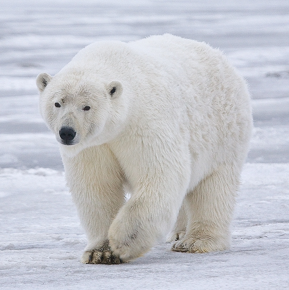 A white polar bear walks through the snow. 